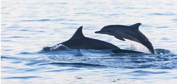 Dolphins swimming